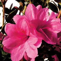 Azalea ENCORE AUTUMN CARNIVALE™ - Ladybird Nursery