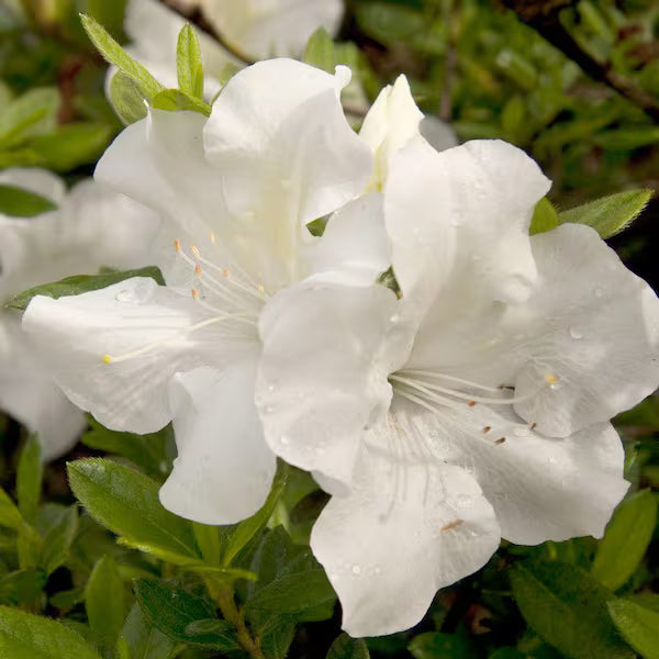 Azalea ENCORE AUTUMN Ivory™