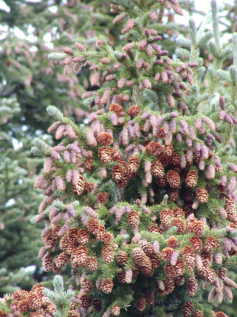 Engelmann Spruce Glauca (Picea englemanni)