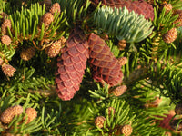 Engelmann Spruce Glauca (Picea englemanni)