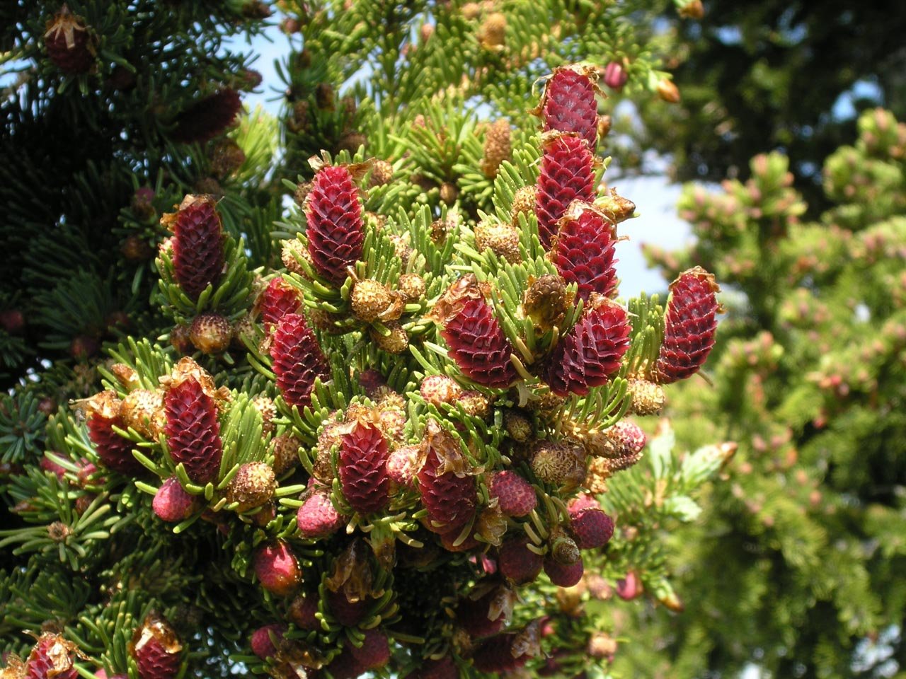 Engelmann Spruce Glauca (Picea englemanni) - Ladybird Nursery