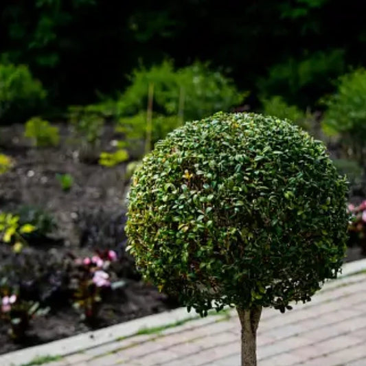 Common Box English Topiary Standards (Buxus sempervirens)