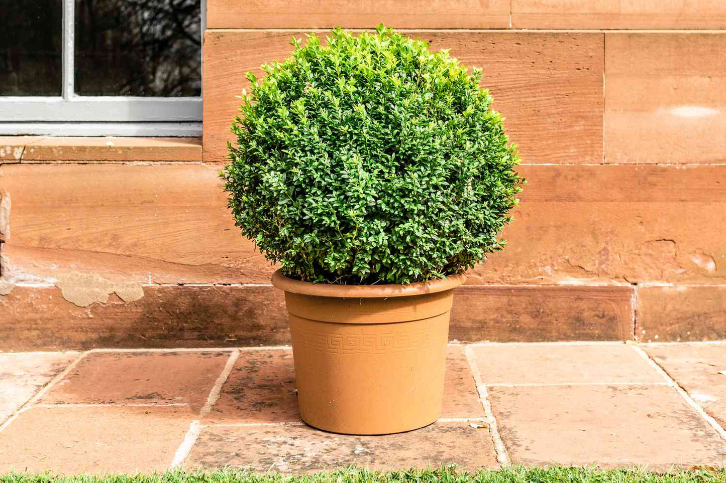 Boxwood Shaggy Box (Buxus bodinirii)