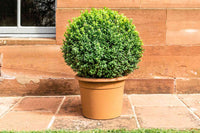Boxwood Shaggy Box (Buxus bodinirii)