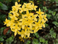 Ixora Compact Gold (Ixora chinensis)