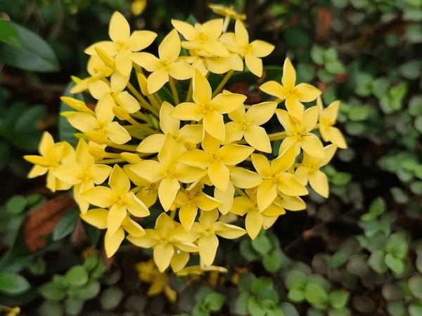 Ixora Compact Gold (Ixora chinensis) - Ladybird Nursery
