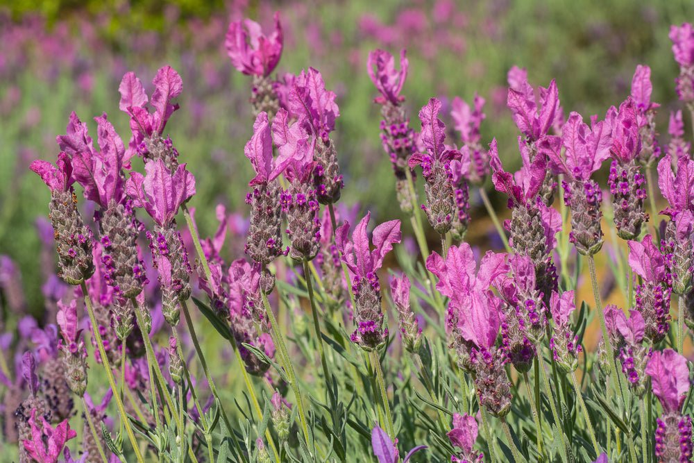 Lavender 'Sensation Pink' - Large - Ladybird Nursery