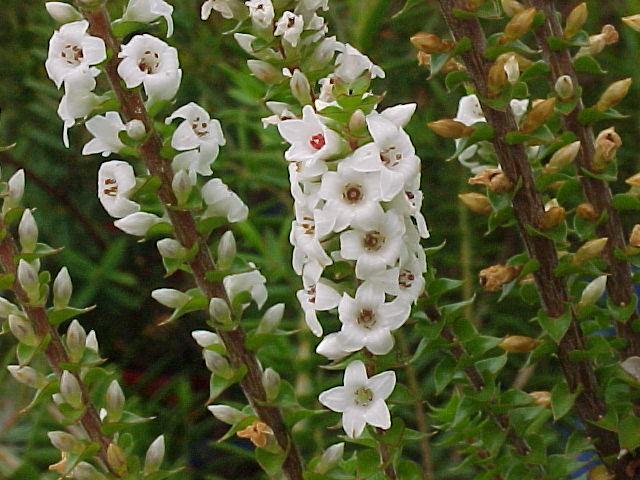Coral Heath (Epacris microphylla) - Ladybird Nursery