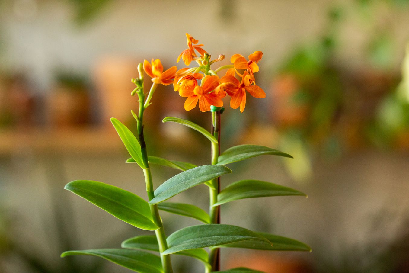 Crucifix Orchid (Epidendrum spp.)