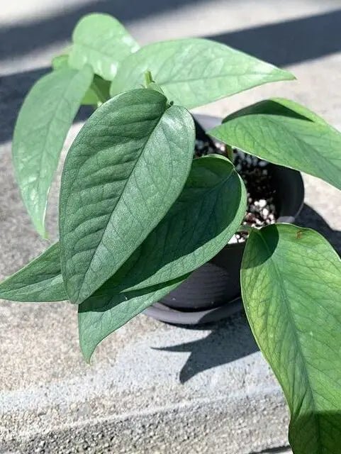 Pothos Cebu Blue (Epipremnum pinnatum) - Ladybird Nursery