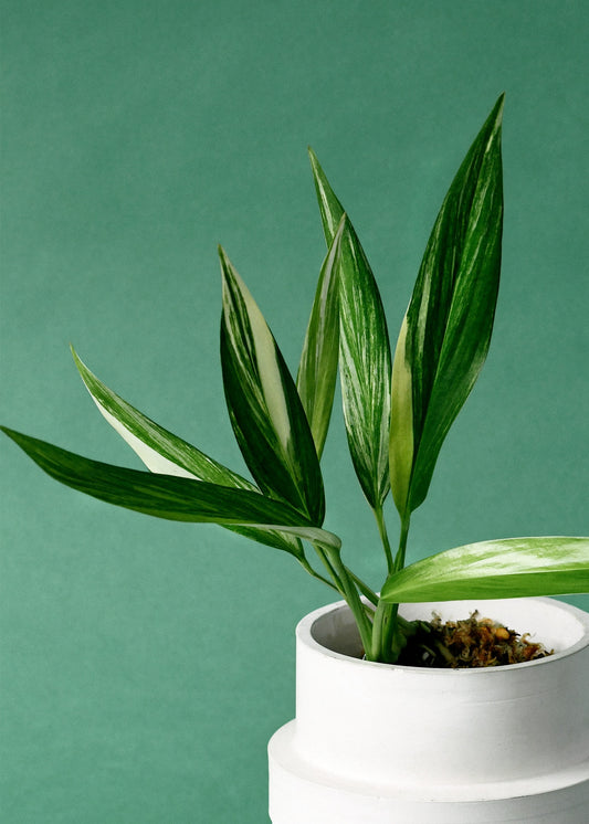 Pothos Variegated (Epipremnum amplissimum)