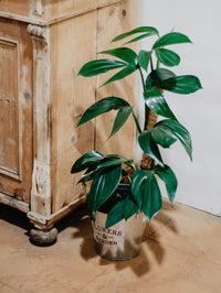 Dragon Tail Plant (Epipremnum pinnatum)