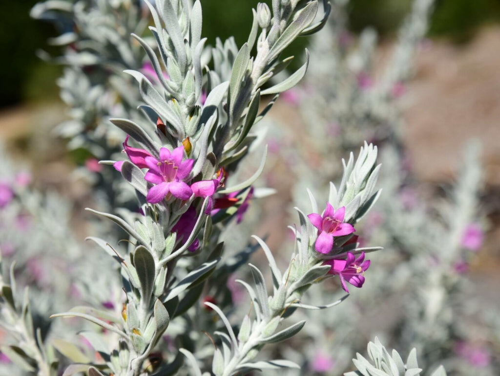 Emu Bush 'Pink Pantha'