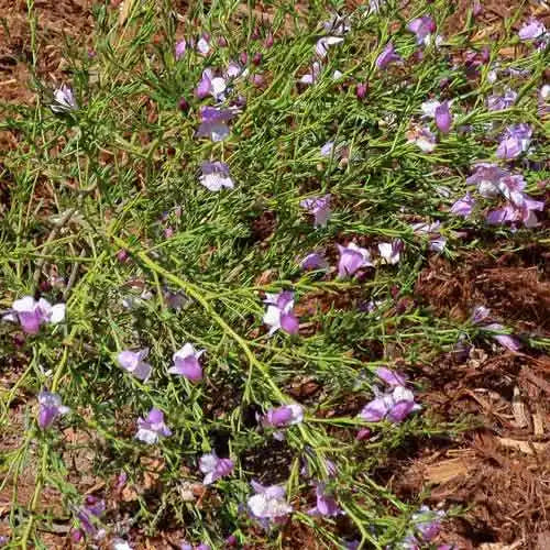 Emu Bush Blue (Eremophila Summertime)