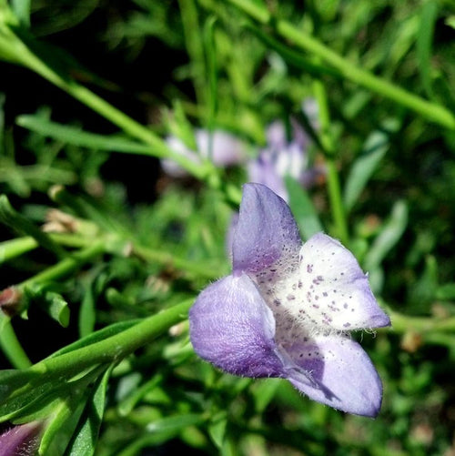 Emu Bush Blue (Eremophila Summertime) - Ladybird Nursery