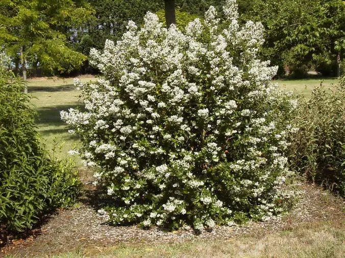 Escallonia (Escallonia Iveyi)