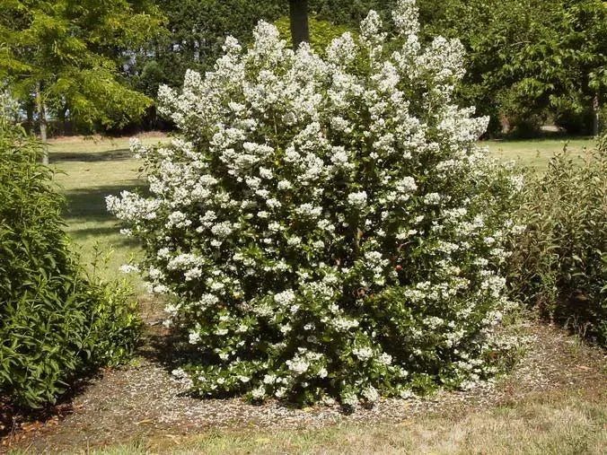 Escallonia (Escallonia Iveyi) - Ladybird Nursery