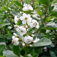 Escallonia (Escallonia Iveyi)