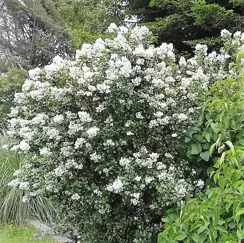 Escallonia (Escallonia Iveyi)