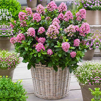 Escallonia Pink (Escallonia spp.)