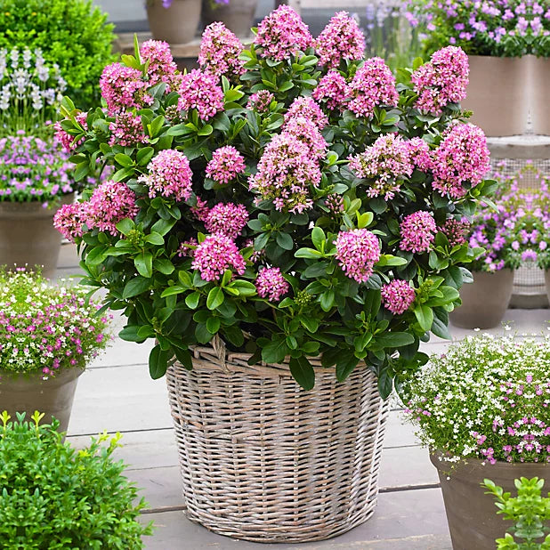 Escallonia Pink (Escallonia spp.)