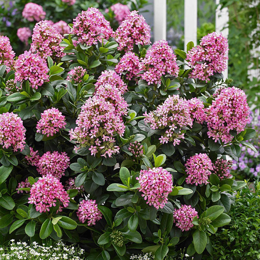 Escallonia Pink (Escallonia spp.)