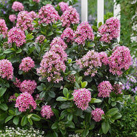 Escallonia Pink (Escallonia spp.) - Ladybird Nursery