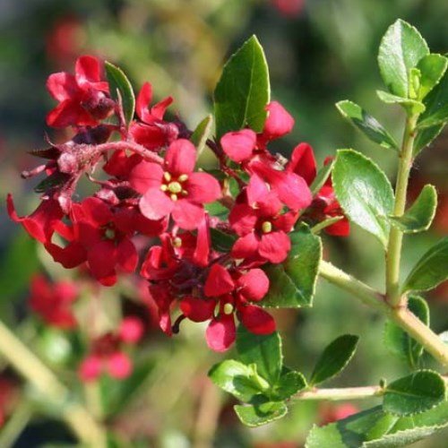 Escallonia Red (Escallonia spp.)