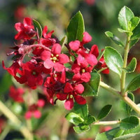 Escallonia Red (Escallonia spp.)