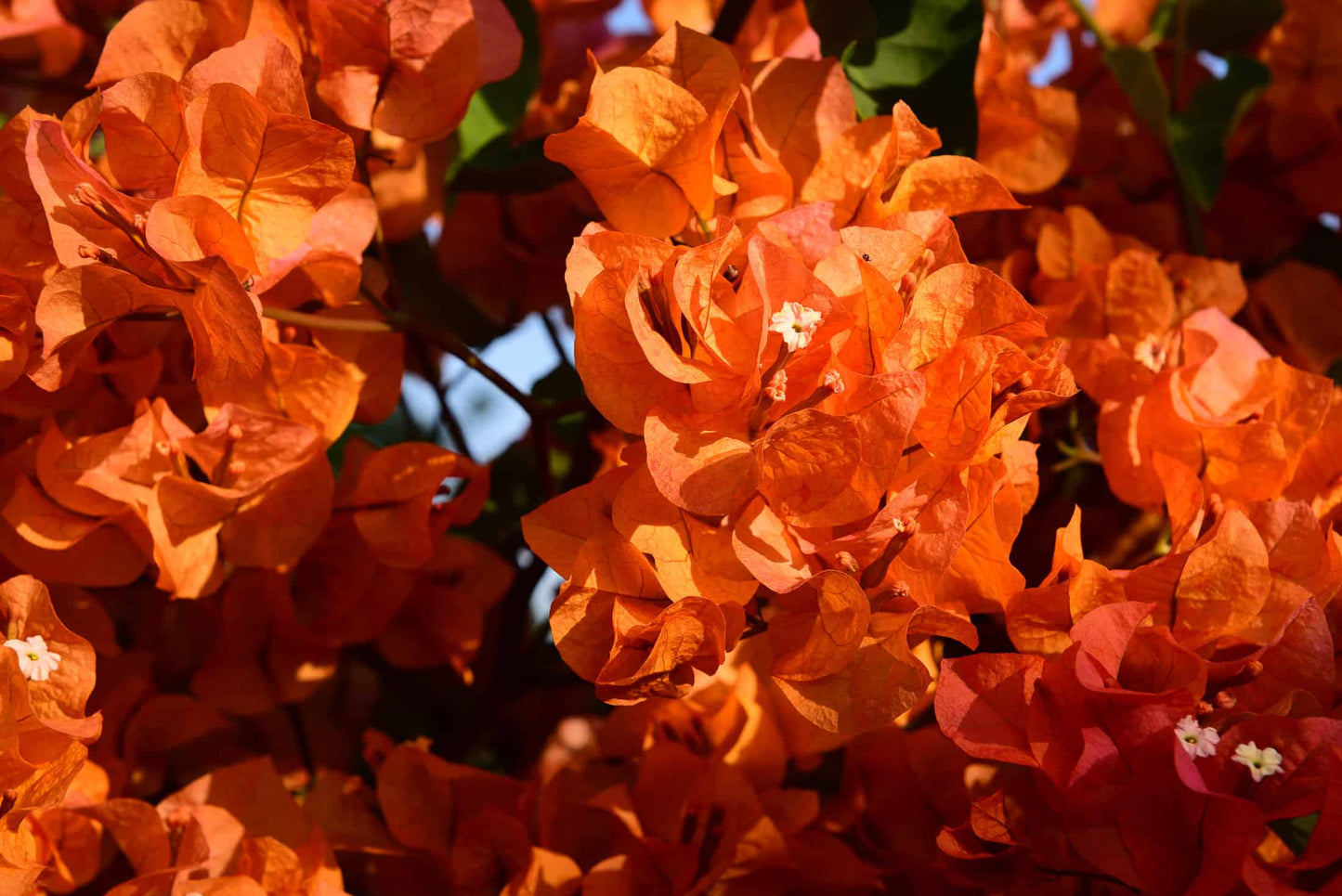 Bougainvillea Fire Opal (Bougainvillea glabra)