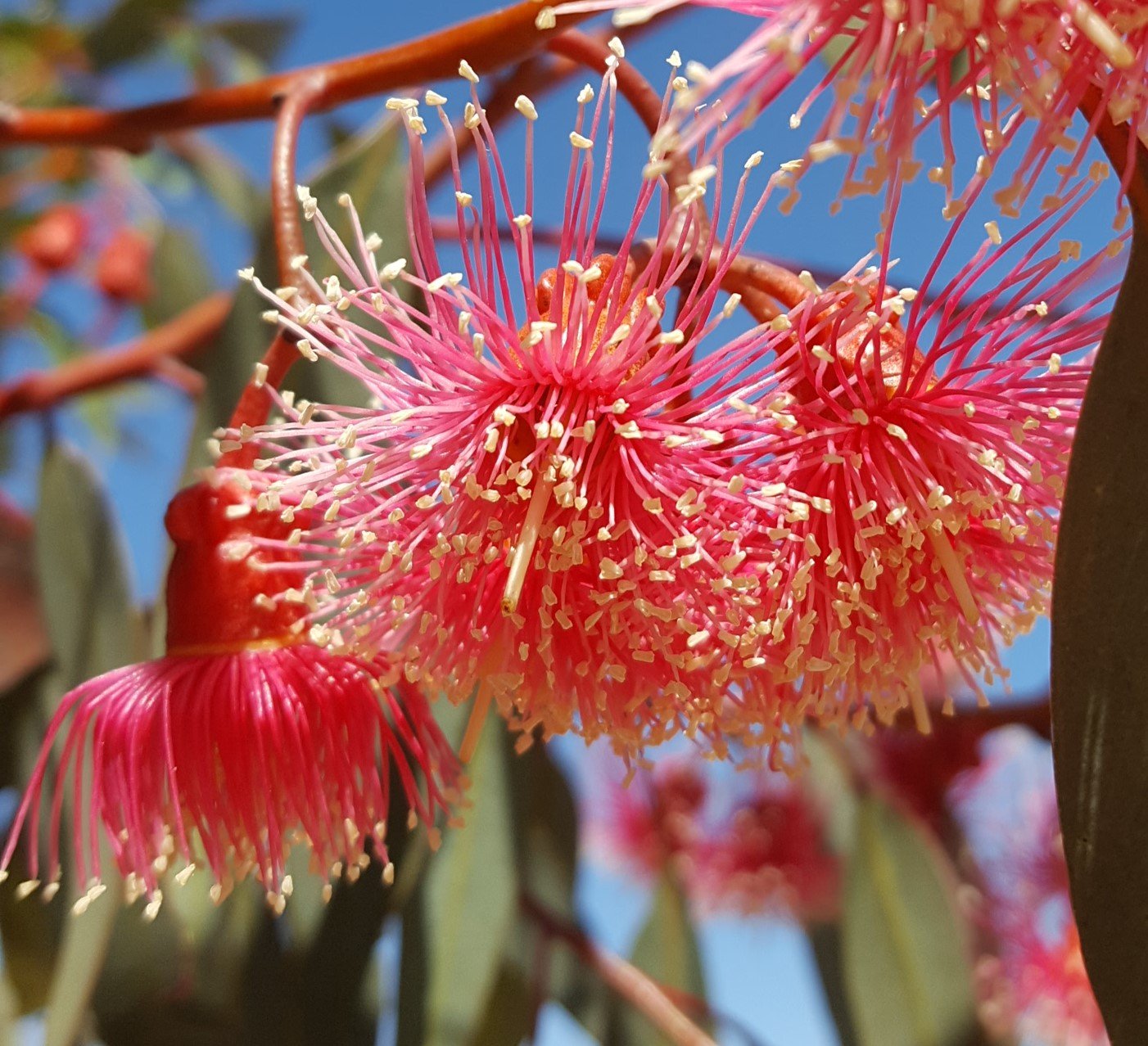 Coral Gum (Eucalyptus torquata)