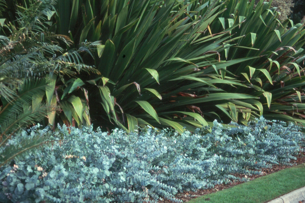 Argyle Apple (Eucalyptus cinerea)