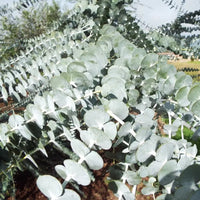 Silver-leaved Mountain Gum 'Baby Blue' (Eucalyptus pulverulenta)