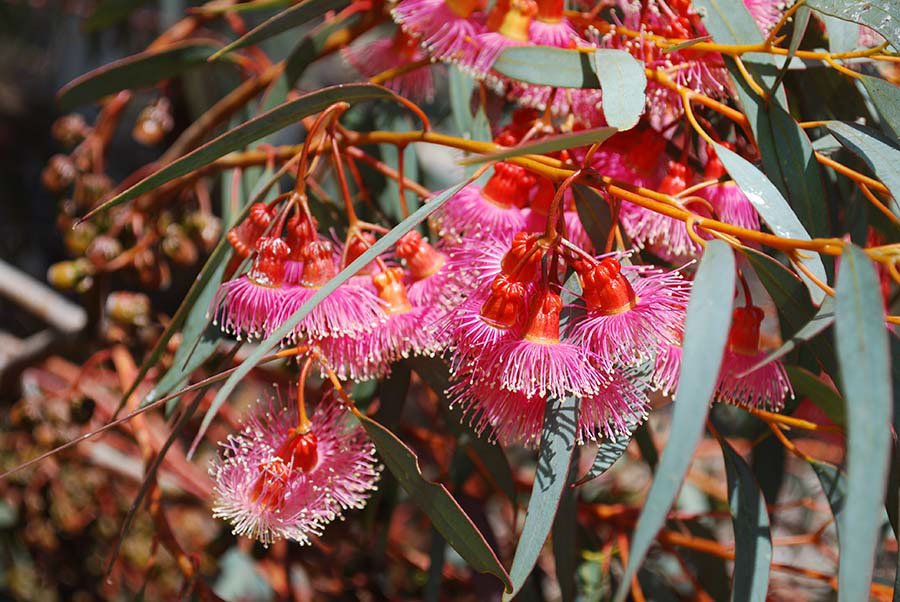 Coral Gum (Eucalyptus torquata) - Ladybird Nursery