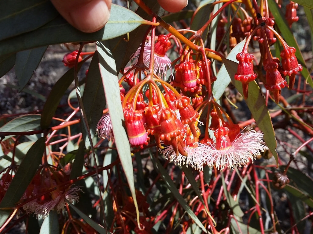 Coral Gum (Eucalyptus torquata)