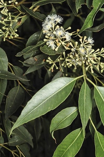 Tallowwood (Eucalyptus microcorys) - Ladybird Nursery