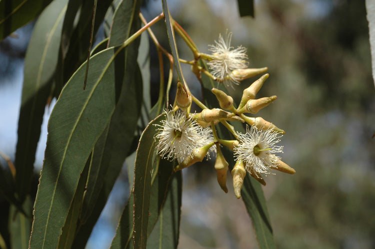 Broad-leaved Red Ironbark (Eucalyptus fibrosa) - Ladybird Nursery