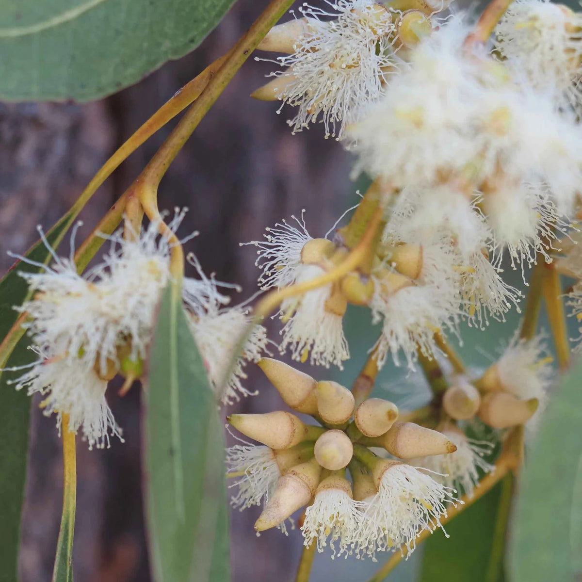 Broad-leaved Red Ironbark (Eucalyptus fibrosa) - Ladybird Nursery