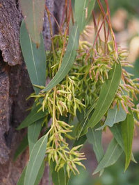 Broad-leaved Red Ironbark (Eucalyptus fibrosa) - Ladybird Nursery