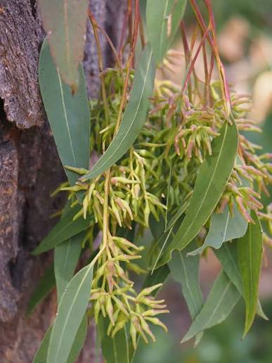 Broad-leaved Red Ironbark (Eucalyptus fibrosa) - Ladybird Nursery