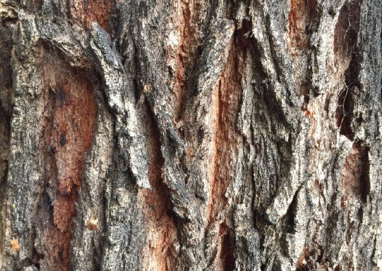 Broad-leaved Red Ironbark (Eucalyptus fibrosa) - Ladybird Nursery