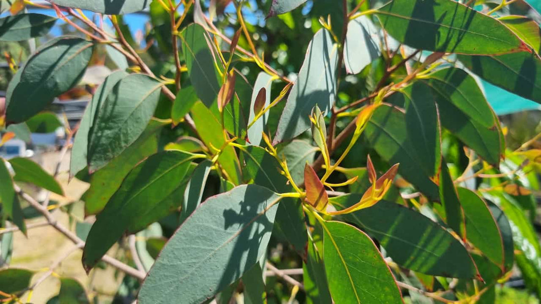 Strawberry Gum (Eucalyptus olida) - Ladybird Nursery