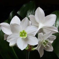 Amazon Costus Variegata (Costus amazonicus) - Ladybird Nursery