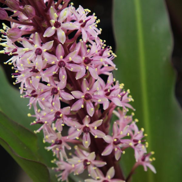 Burgundy Blaze Pineapple Lily (Eucomis spp.) - Ladybird Nursery