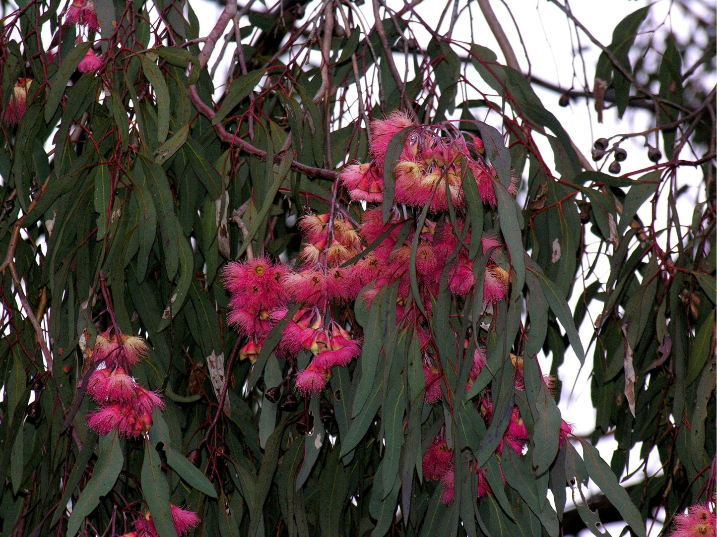 Red-Flowering Yellow Gum (Eucalyptus leucoxylon Rosea)