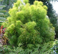 Dwarf Lacey Lady (Euodia hortensis)
