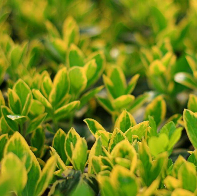 Pierrolino Spindle (Euonymus japonicus)