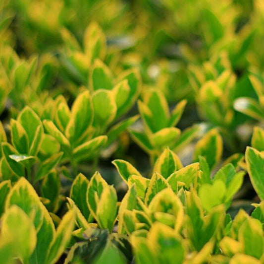 Pierrolino Spindle (Euonymus japonicus)