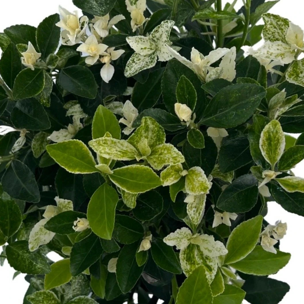 Pierrolino Spindle (Euonymus japonicus)