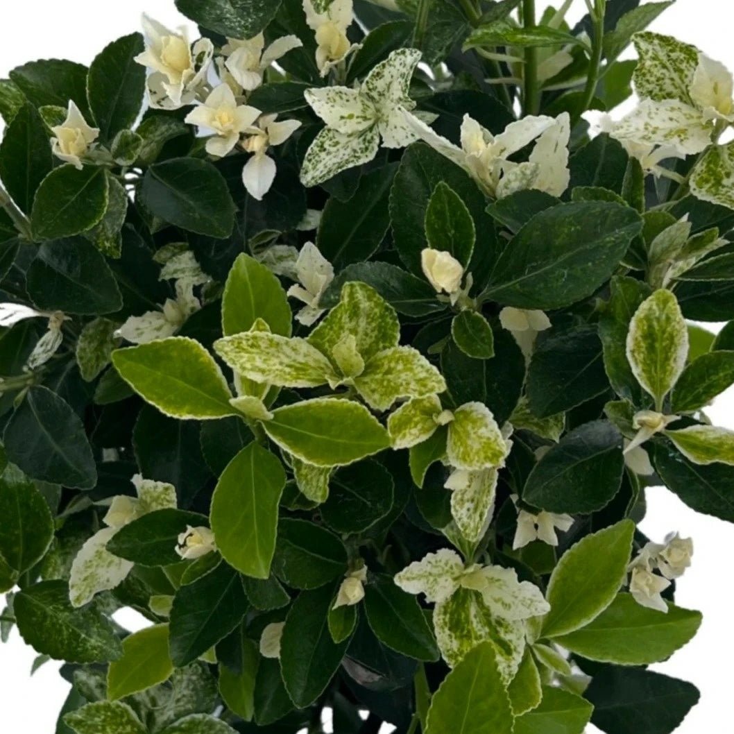 Pierrolino Spindle (Euonymus japonicus) - Ladybird Nursery